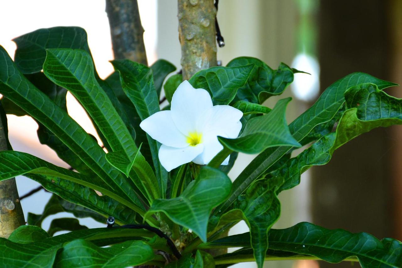 Randu Homestay&Restaurant Tangalle Bagian luar foto